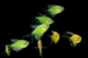 Picture of GLOFISH(R)TETRA-LONG FIN ELECTRIC GREEN(R)