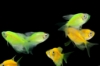 Picture of GLOFISH(R)TETRA-LONG FIN ELECTRIC GREEN(R)