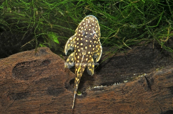 Picture of L-18 GOLD NUGGT MD-WW    