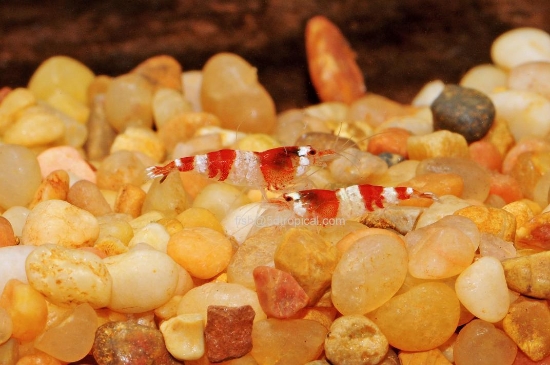 Picture of SHRIMP-RED CRYSTAL BEE   