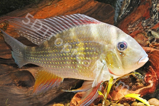 Picture of CICHLID-THREADFISH ACARA-HECKELLI 3"              