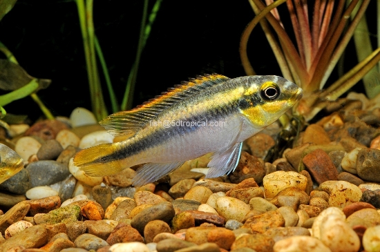 Picture of KRIBENSIS RED NIGERIA    