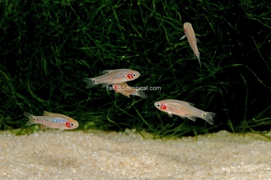 Picture of TETRA-EMERALD DWARF RASBORA T.R.     