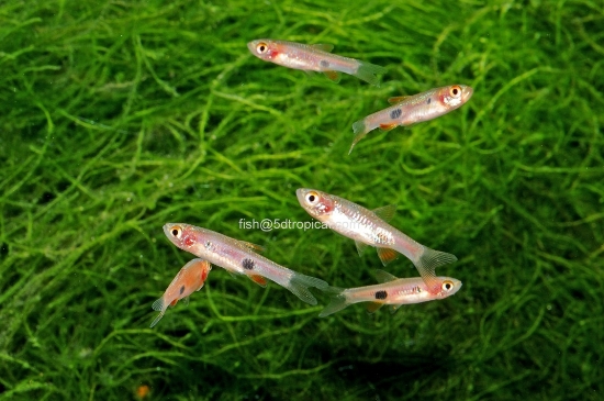 Picture of TETRA-CLOWN RASBORA            