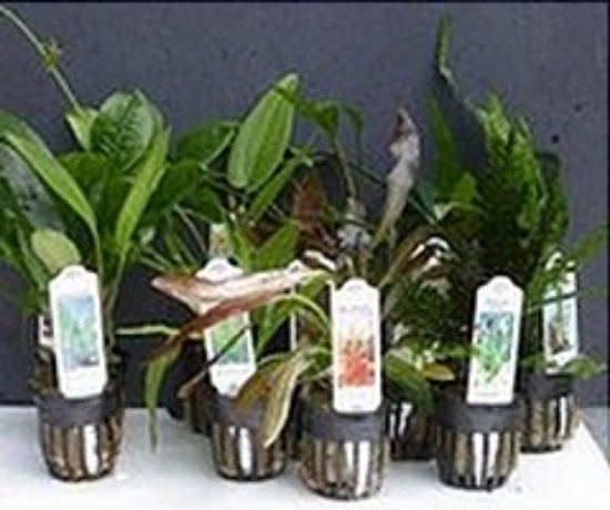 Picture of PLANTS-TRUE AQUATIC SWORED EXTRA- PREMIUM PACKAGE SWORDS PREMIUM       