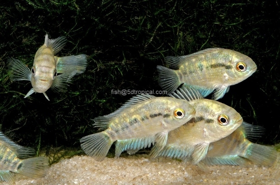 Picture of CICHLID-RAINBOW CICHLID REG      