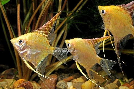 Picture of ANGELFISH-GOLD ANGEL MED        