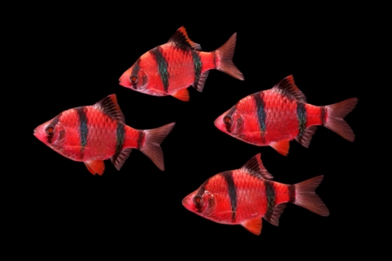 Picture of GLOFISH(R)-BARB STARFIRE RED(R)BARB(NO PR)