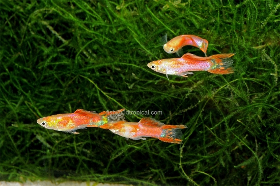 Picture of GUPPY-RED ENDLER MALE 