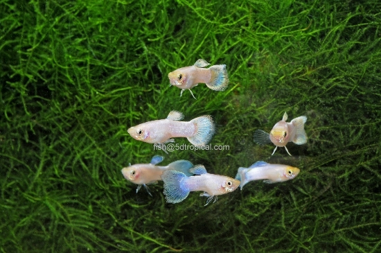 Picture of GUPPY-PLATINUM MALE GUPPY-     