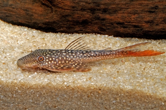 Picture of SOUTH AMERICAN PLECO-L-178 RED SPECKLE