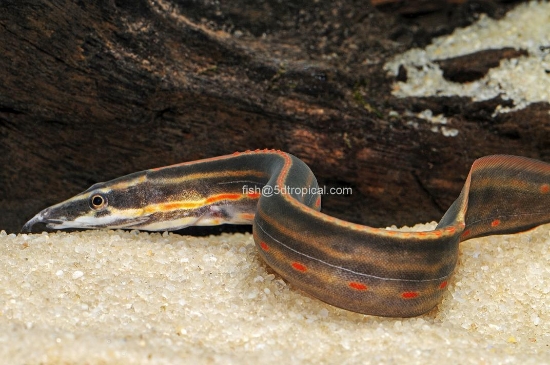 Picture of FAR EAST FISH-FIRE EEL 5-6"       