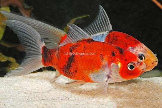 Picture of GOLDFISH-SHUBUNKIN 1.5-2"-        