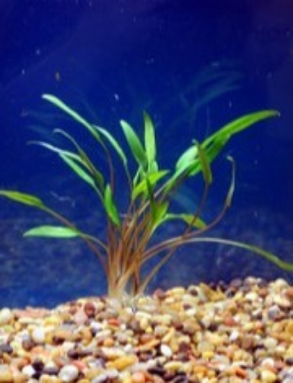 Picture of PLANTS-CRYPTOCORYNE LUCENS PLUGS       