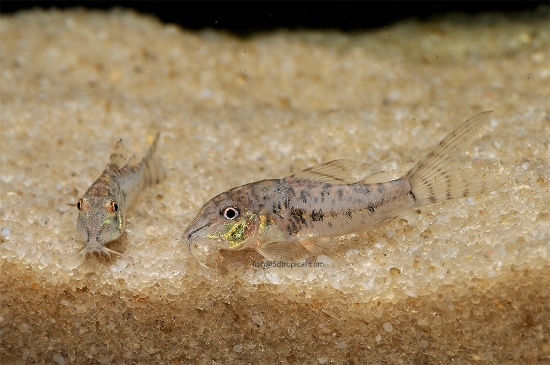 Picture of CORYDORAS-BARBATUS     