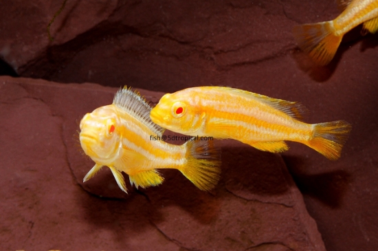 Picture of AFRICAN MBUNA-ALBINO AURATUS REG       