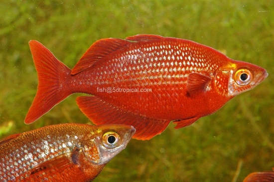 Picture of RAINBOWFISH-MILLENIUM MED       