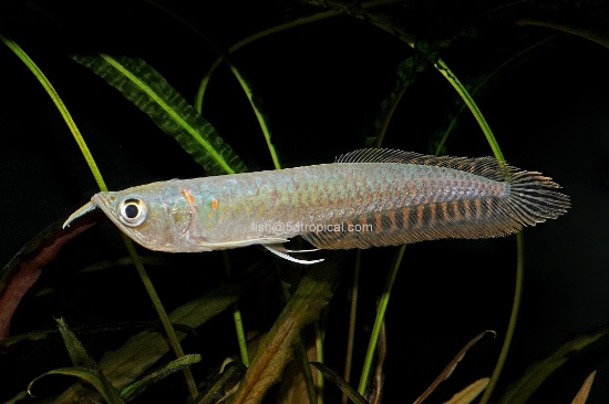 Picture of SOUTH AMERICAN FISH-SILVER AROWANA MD(NO OK)  30 PACK *CANNOT BE SHIPPED TO OKLAHOMA 