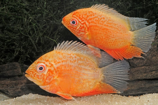 Picture of CICHLID-RED SPOTTED GOLD SEVERUM SELECT- 