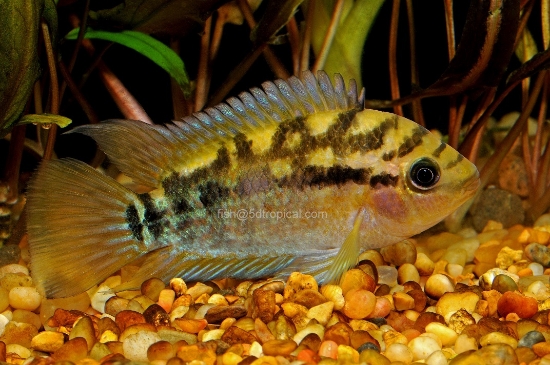 Picture of CICHLID-RAINBOW MED            