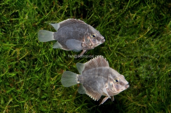 Picture of CICHLID-UARU MED-TANK RAISED        -        