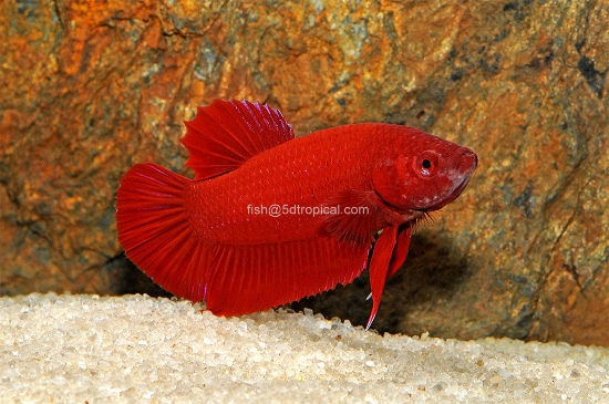 Picture of BETTA RED PLAKAT MALE   