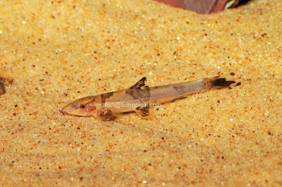 Picture of RED LIZARD CAT L-010A    