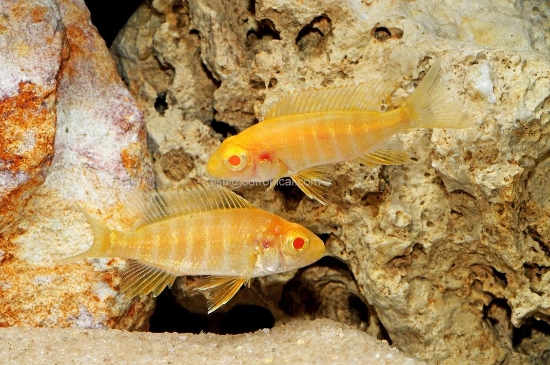 Picture of AFRICAN PEACOCK-EUREKA RED ALBINO REG        