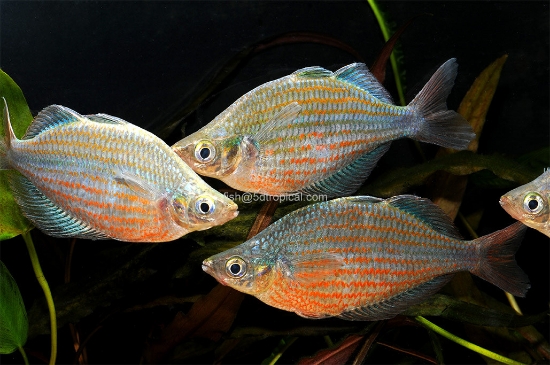 Picture of RAINBOWFISH-DORITYI MED         