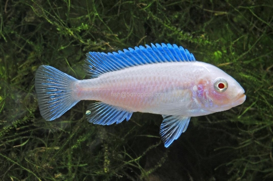 Picture of AFRICAN MBUNA- ALBINO ZEBRA 2"                   