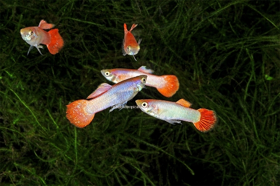 Picture of GUPPY-FIRETAIL MALE      