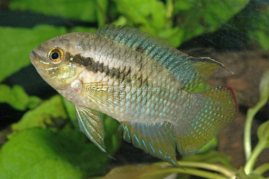 Picture of CURVICEPS 2-2.5"         