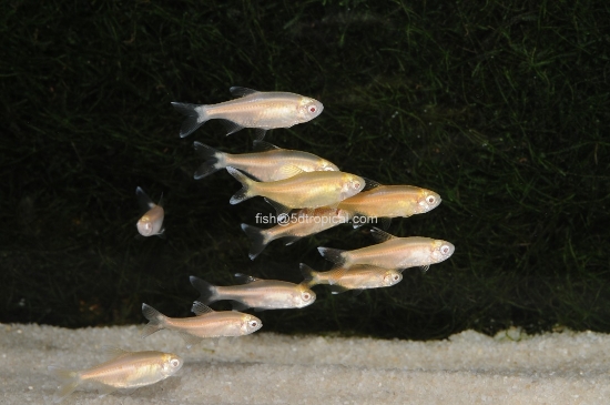 Picture of TETRA-ALBINO SILVERTIP  