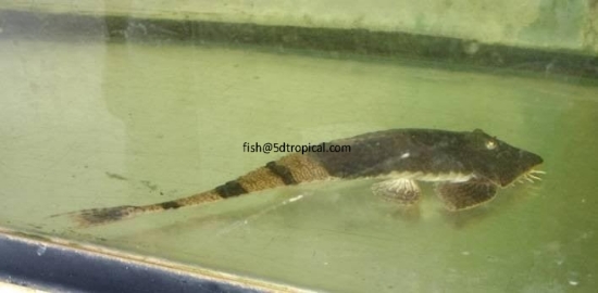 Picture of CHAMELEON WHIPTAIL-WW    