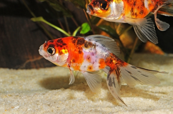 Picture of GOLDFISH-CALICO FANTAIL 1.5-2"-   