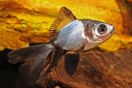 Picture of  PANDA 6-7CM             