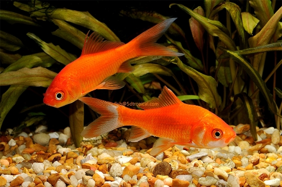 Picture of GOLDFISH-COMET 2.5-3"             