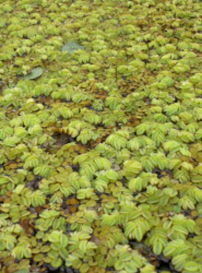 Picture of SURFACE VARIETIES-SALVINIA MINIMA 