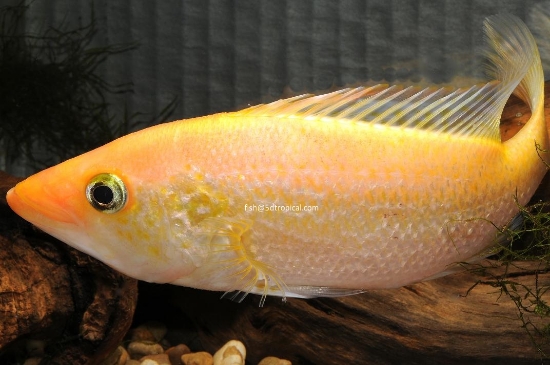 Picture of SNOOK 3"                 