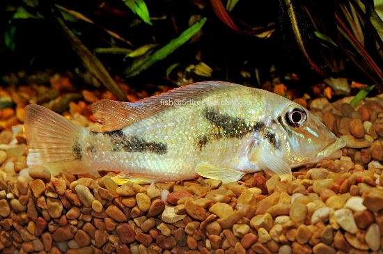 Picture of RETROCULUS LAPIDIFER     