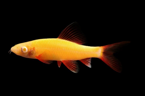 Picture of GLOFISH(R) SHARK-SUNBURST ORANGE(R)     