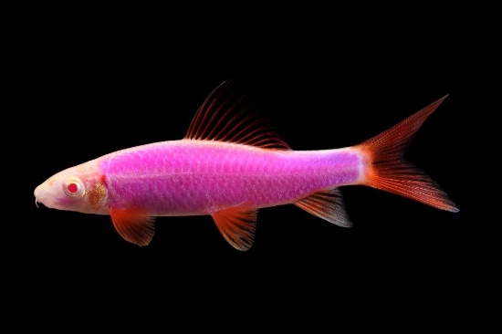 Picture of GLOFISH(R)SHARK-GALACTIC PURPLE(R)