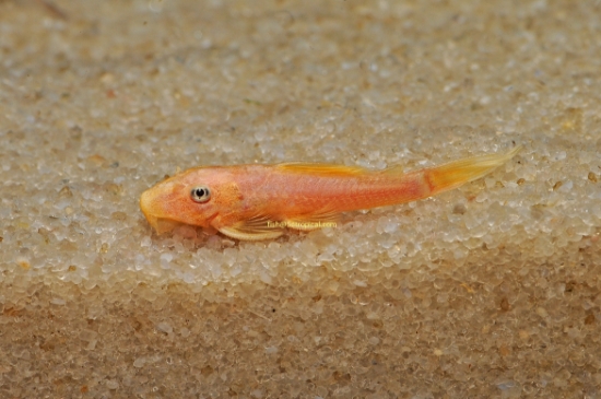 Picture of PLECO-LEMON BLUE EYE ANCISTRUS 1-1.5"