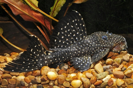 Picture of L-240 GALAXIAS LG-W.W.   