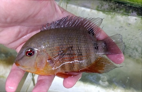 Picture of RED STRIPE SEVERUM       