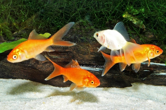 Picture of FEED GOLDFISH MEDIUM     