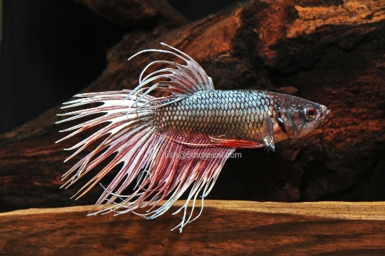 Picture of BETTA-DRAGONSCALE CROWNTAIL MALE