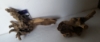 Picture of DRIFTWOOD-CONGO DRIFTWOOD MED(9-12")