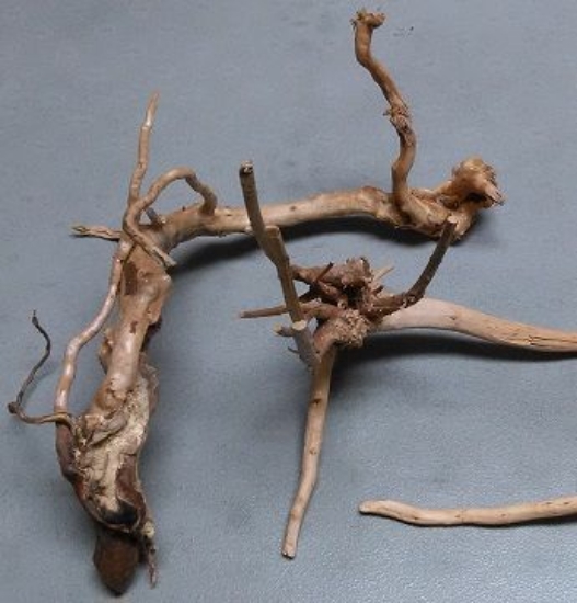 Picture of DRIFTWOOD - SPIDERWOOD MED 12"-16"