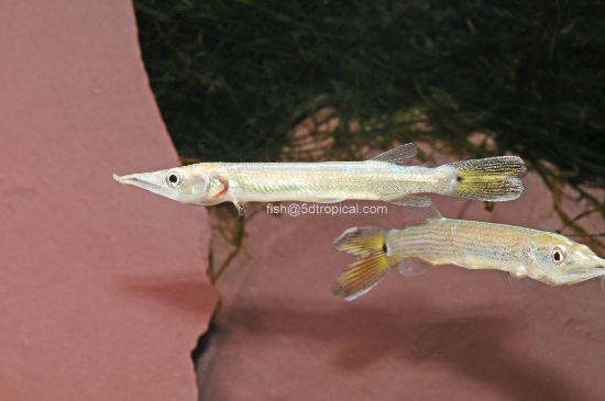 Picture of SOUTH AMERICAN FISH-GAR ROCKET HUJETA(SLANT-NOSE GAR)(NO TX,CA)  